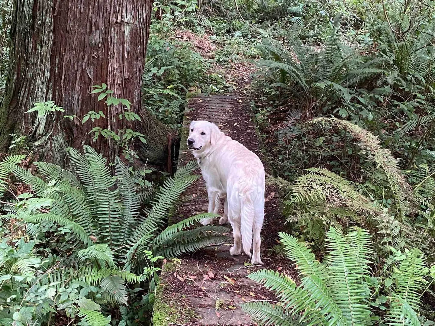 Dog on a forest trail among ferns and cedar trees on Vashon Island