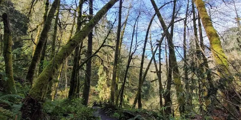 Shinglemill Creek Trailhead